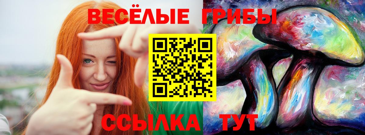 Курчатов  Псилоцибиновые грибы Psilocybine cubensis  Вход с VPN 